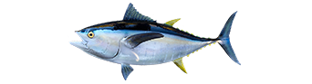 Albacore Tuna
