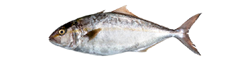 Amberjack Tuna
