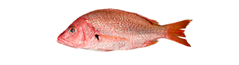 Blackfin Snapper