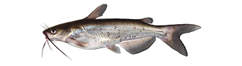 Cacumo Catfish