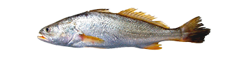 Golden Corvina