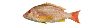 Lane Snapper
