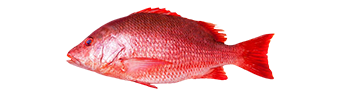 Red Snapper