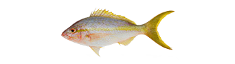 Yellowtail Snapper