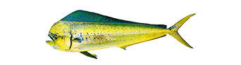 Mahi-mahi